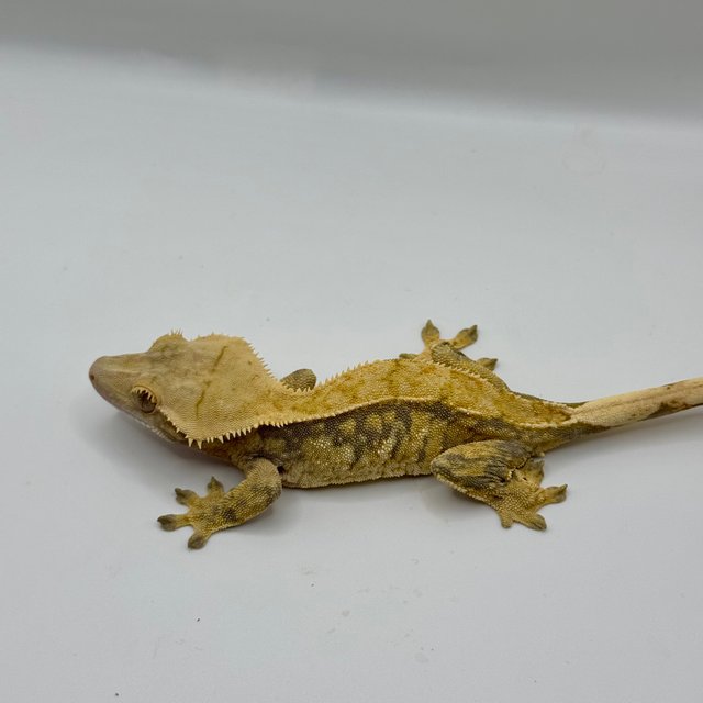 노멀 트라이 익스트림할리퀸