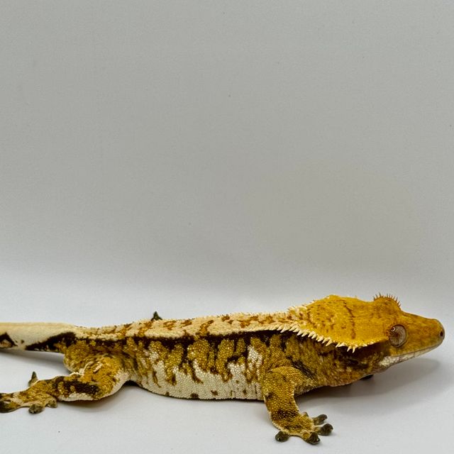 노멀 트라이 화이트핀 익스트림할리퀸 텐저린