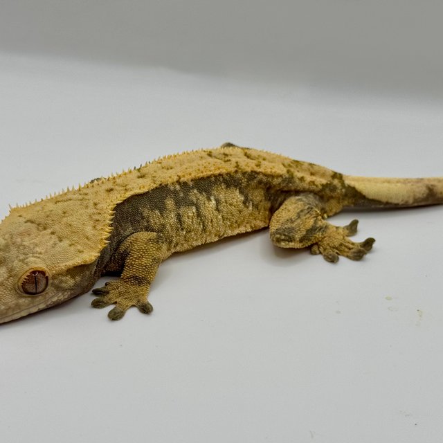 노멀 트라이 익스트림할리퀸