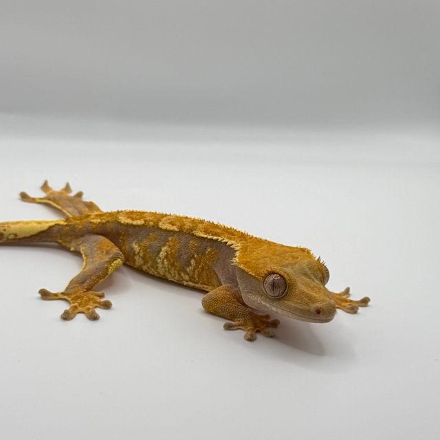 노멀 트라이 익스트림할리퀸 텐저린