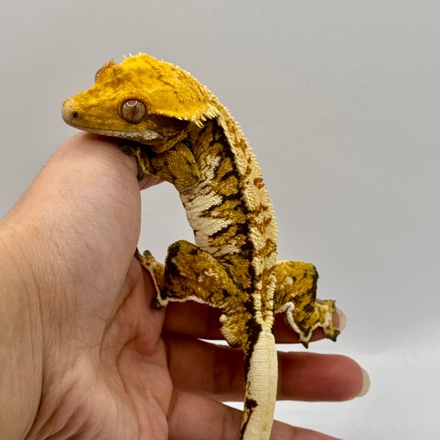 노멀 트라이 화이트핀 익스트림할리퀸 텐저린