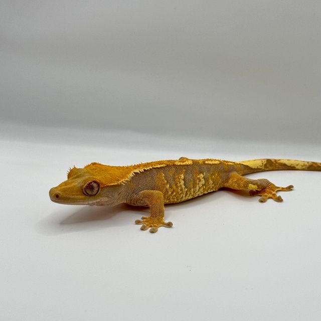 노멀 트라이 익스트림할리퀸 텐저린