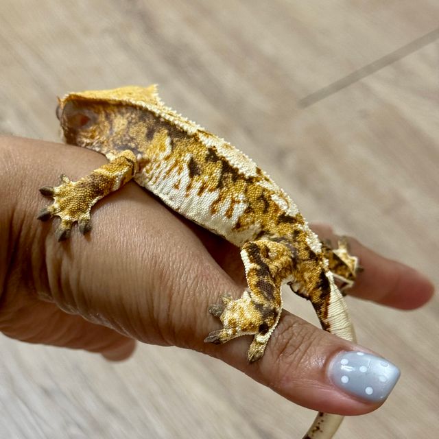 노멀 트라이 익스트림할리퀸 텐저린