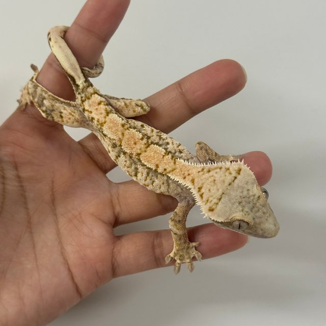 노멀 트라이 익스트림할리퀸 드리피