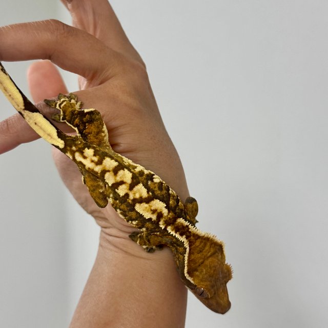 트라이 노멀 익스트림할리퀸 텐저린