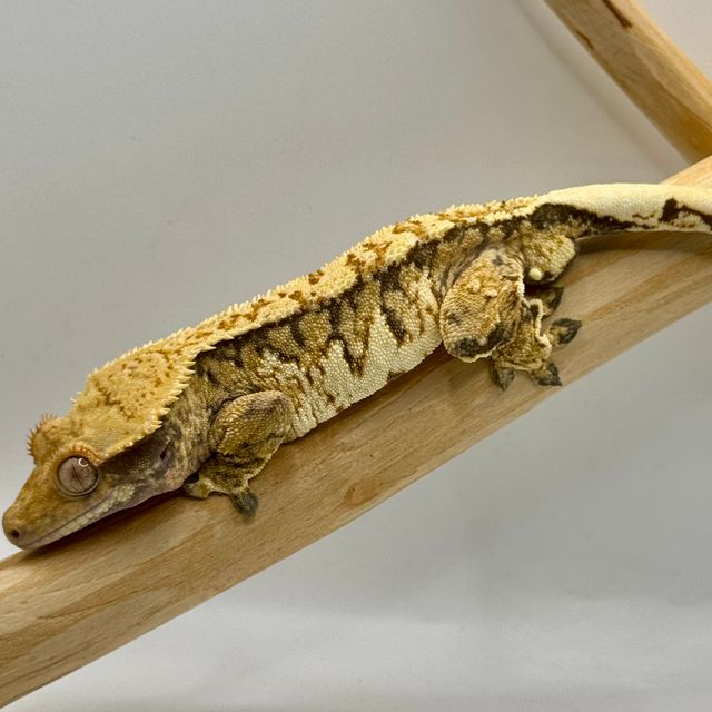 노멀 트라이 화이트핀 익스트림할리퀸 텐저린