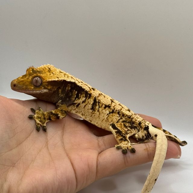 트라이