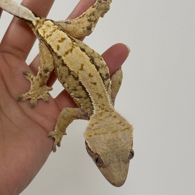 노멀 트라이 익스트림할리퀸