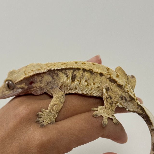 노멀 트라이 익스트림할리퀸