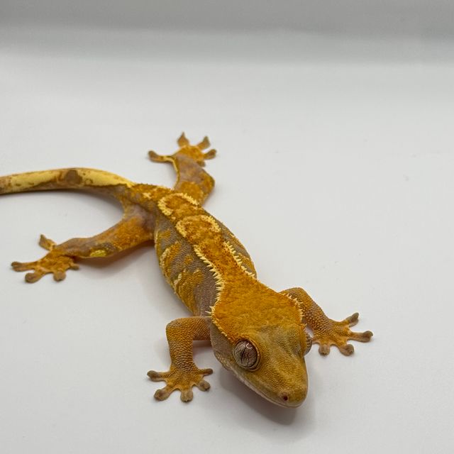 노멀 트라이 익스트림할리퀸 텐저린