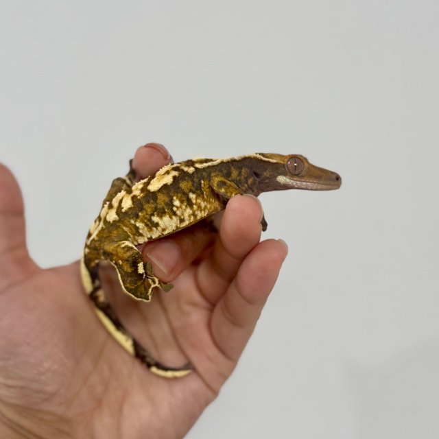 트라이 노멀 익스트림할리퀸 텐저린