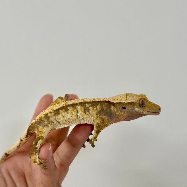 노멀 트라이 익스트림할리퀸 텐저린