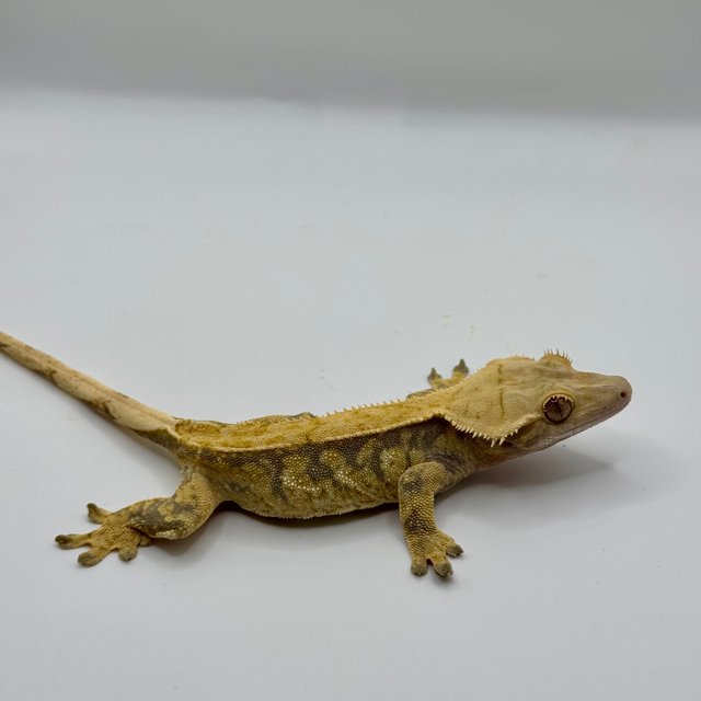 노멀 트라이 익스트림할리퀸