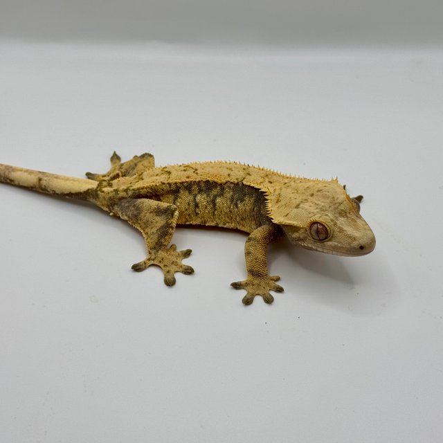 노멀 트라이 익스트림할리퀸