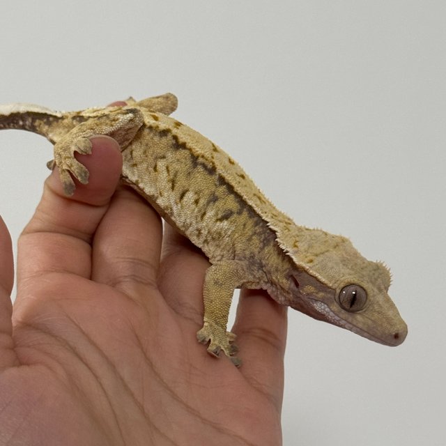 노멀 트라이 익스트림할리퀸