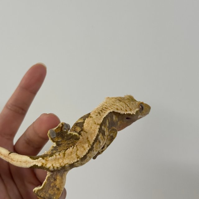 노멀 트라이 익스트림할리퀸 텐저린