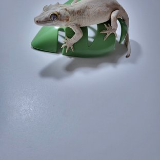 노멀 오렌지 화이트