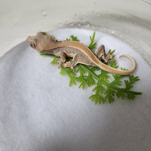 릴리화이트 솔리드백