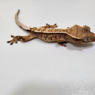 트라이 익스트림할리퀸 핀스트라이프