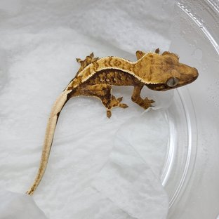 트라이 익스트림할리퀸 핀스트라이프