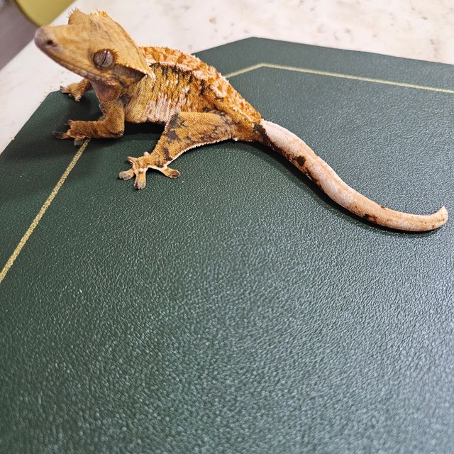 트라이 익스트림할리퀸