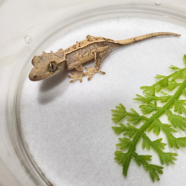 핀스트라이프 엠티백