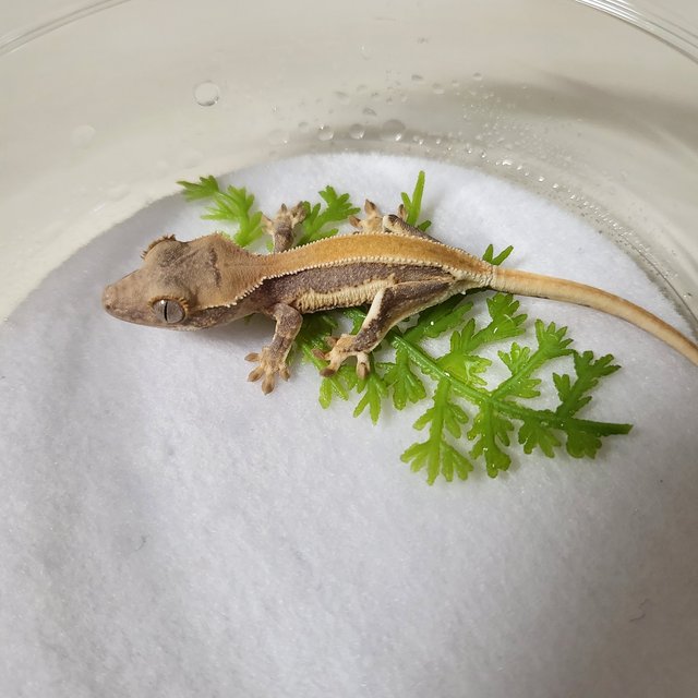 릴리화이트 솔리드백