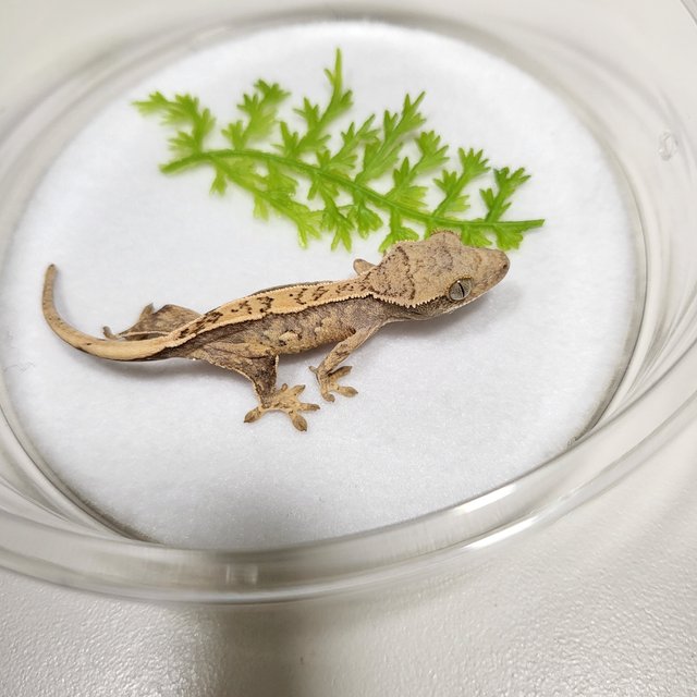 핀스트라이프 엠티백