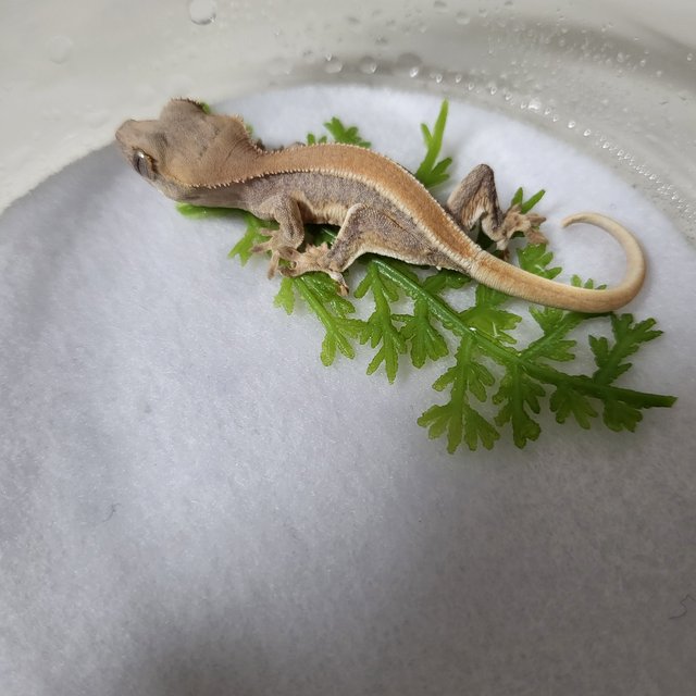 릴리화이트 솔리드백