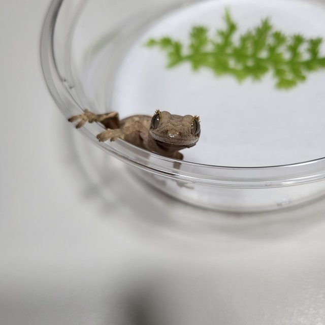 핀스트라이프 엠티백