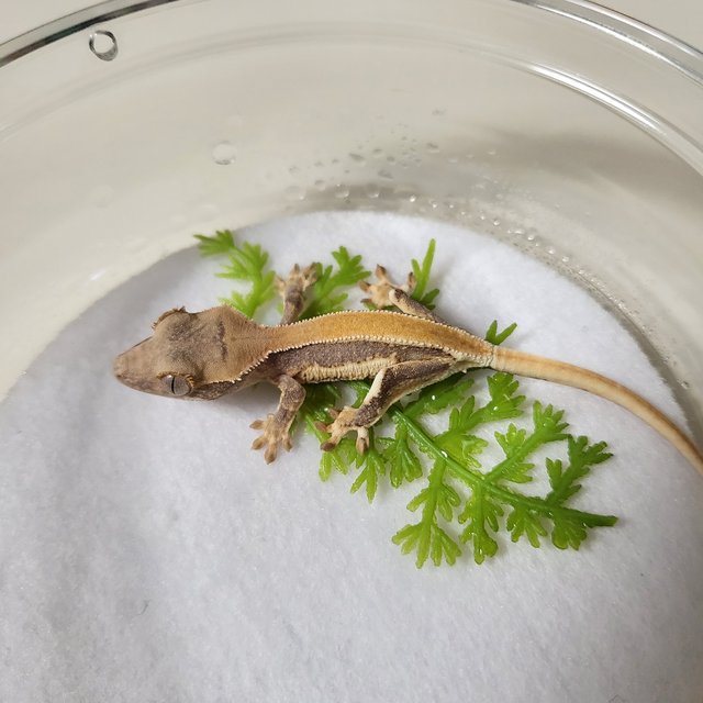 릴리화이트 솔리드백