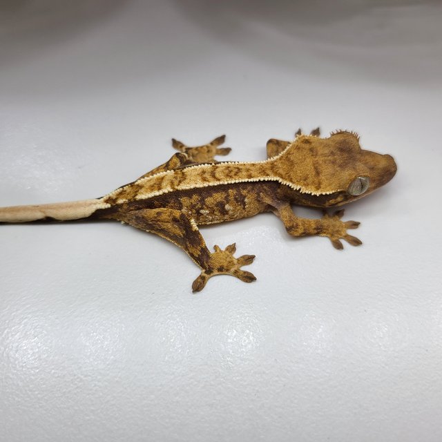 트라이 익스트림할리퀸 핀스트라이프