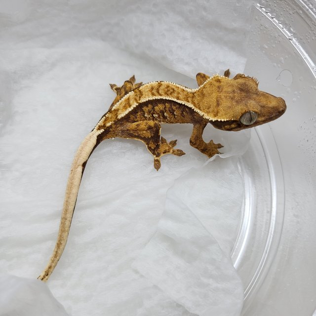 트라이 익스트림할리퀸 핀스트라이프