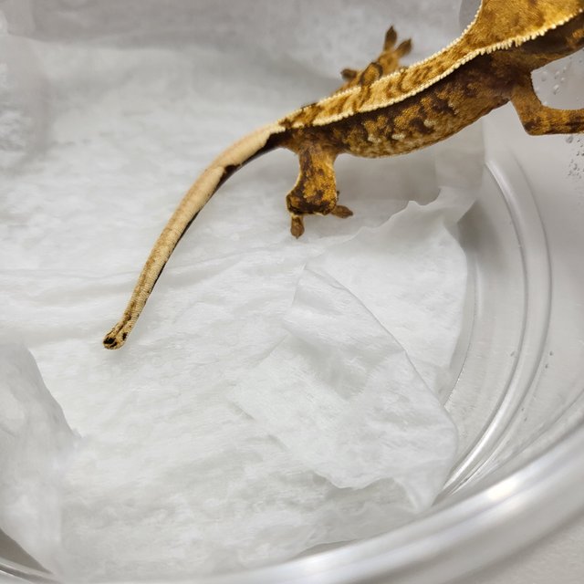 트라이 익스트림할리퀸 핀스트라이프