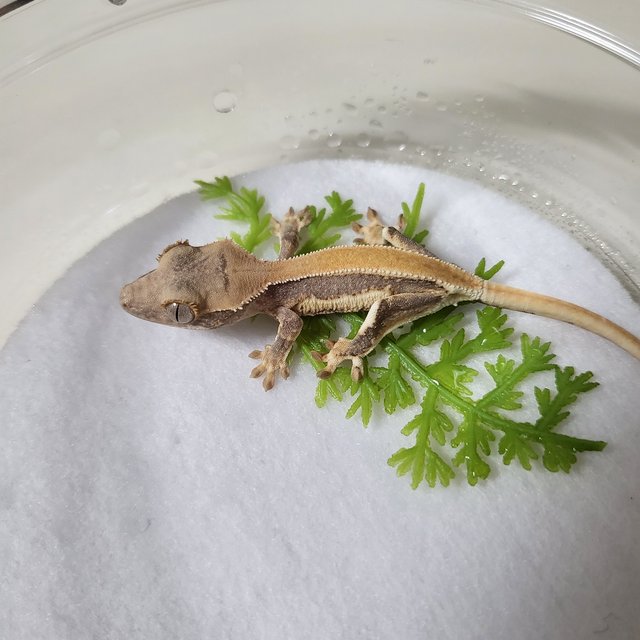 릴리화이트 솔리드백