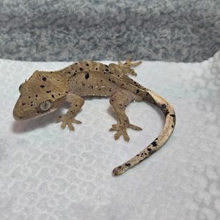 슈퍼달마시안