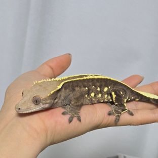 카푸치노 풀핀