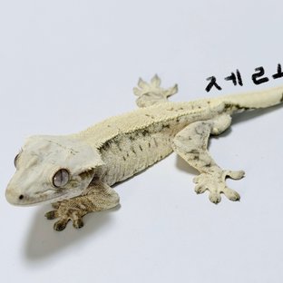 제로