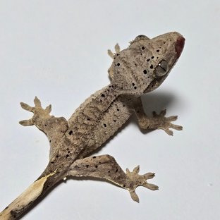 달마시안 슈퍼달마시안