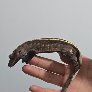 카푸치노 풀핀