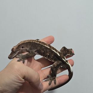 카푸치노
