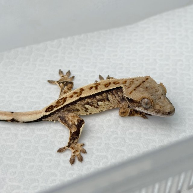 노멀 풀핀 쿼드