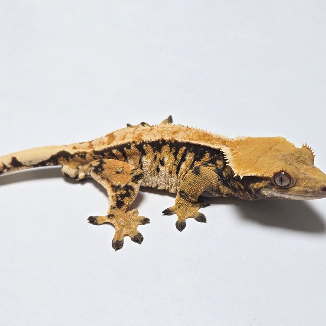 노멀 트라이 익스트림할리퀸