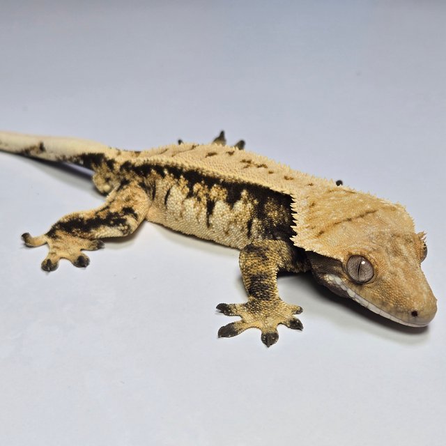 노멀 트라이 익스트림할리퀸