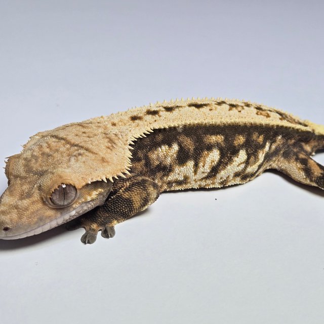 노멀 트라이 익스트림할리퀸 풀핀