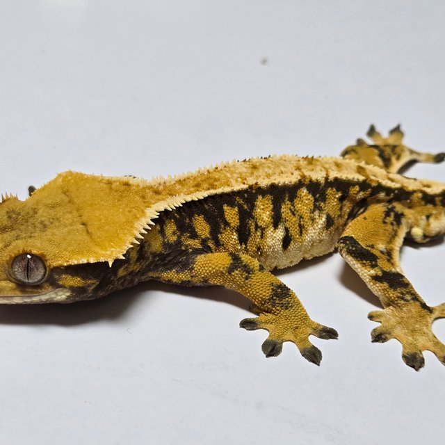 노멀 트라이 익스트림할리퀸 텐저린