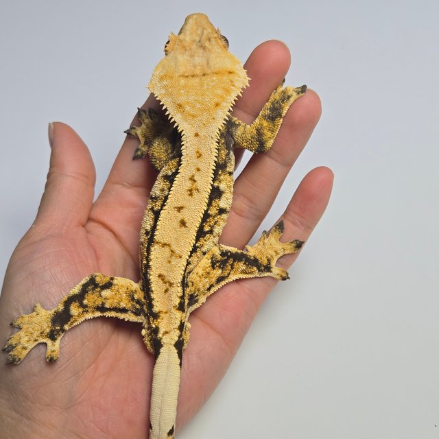 노멀 트라이 익스트림할리퀸