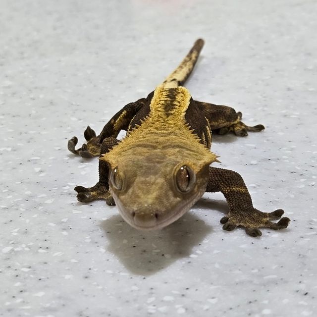 노멀