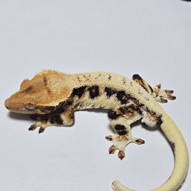 릴리화이트 트라이 풀핀