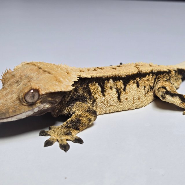 노멀 트라이 익스트림할리퀸